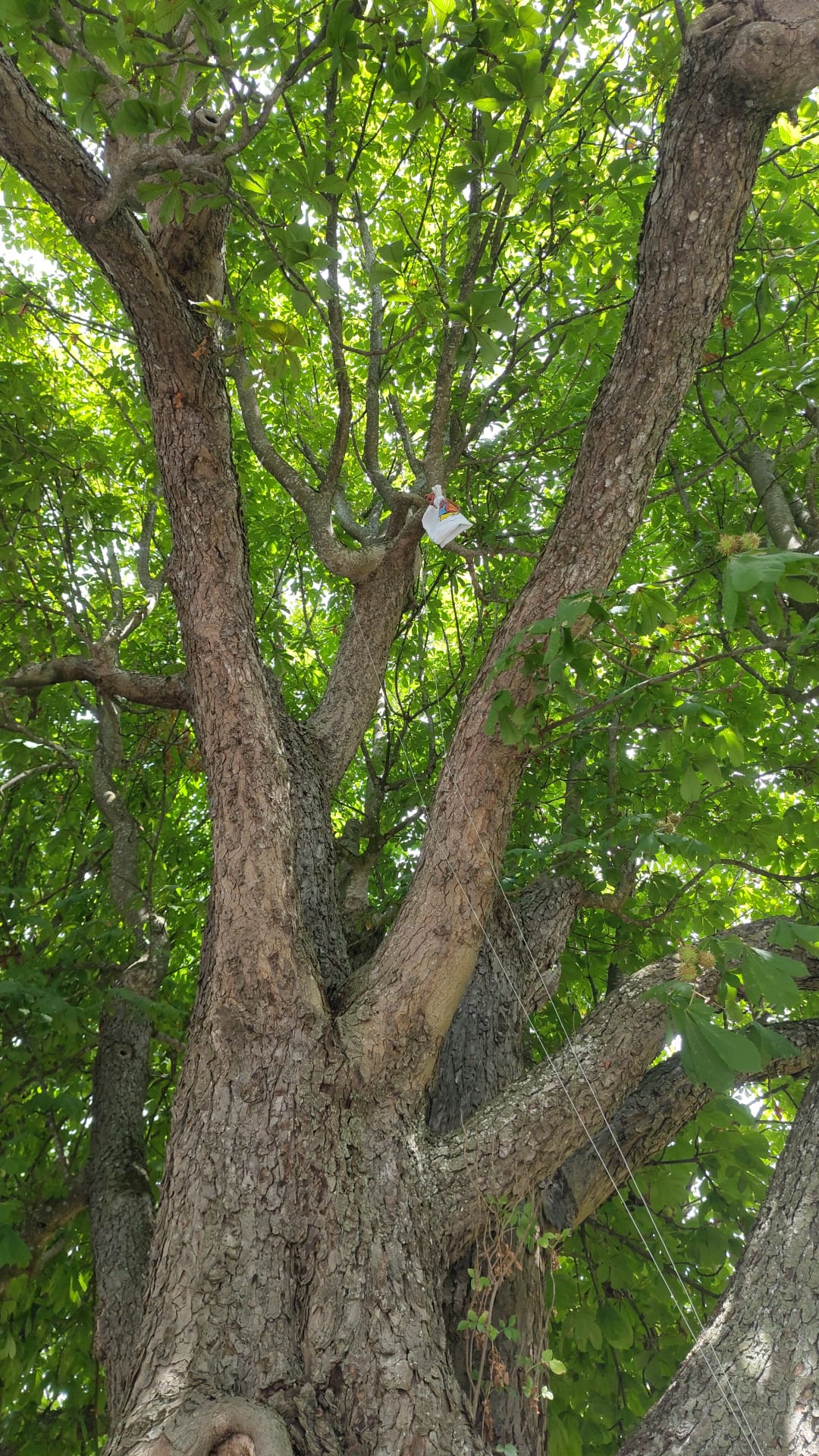 Kastanienbaum
